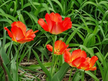 Baharda bir grup lale.