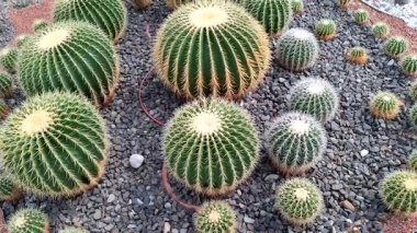 Golden Barrel Kaktüsüyle video. Echinocactus grusonii. 4K