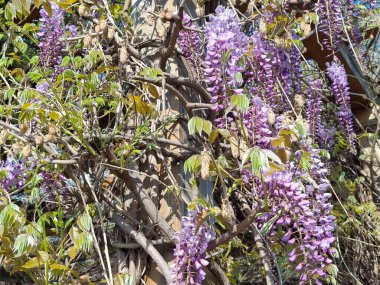 Romanya 'da baharda Wisteria çiçekleri