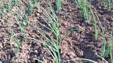 Yerdeki soğan videosu. 4K