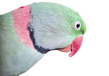 Alexandrine Parakeet beyazı izole etti. Psittacula eupatria