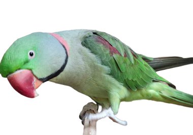 Alexandrine Parakeet beyazı izole etti. Psittacula eupatria