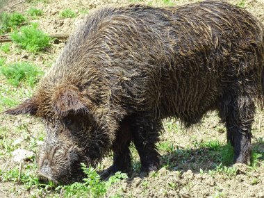 Romanya 'da bir yaban domuzu