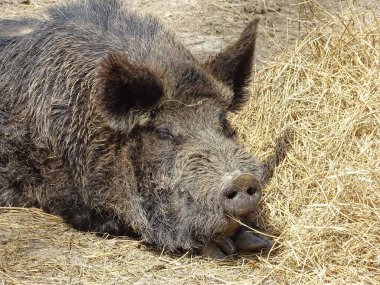 Bir yaban domuzu güneşli bir bahar gününde uyur.