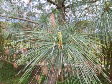 Pinus wallichiana. Bhutan Çamı ya da Himalaya Çamı