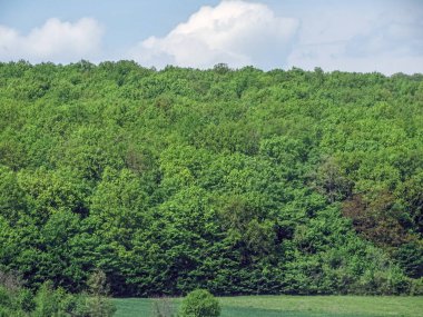 Nisan 'da yeşil orman. Romanya 'da