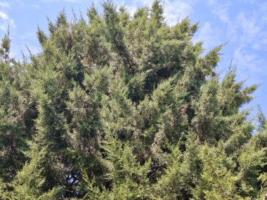 Çin ardıç ağacı. Juniperus chinensis
