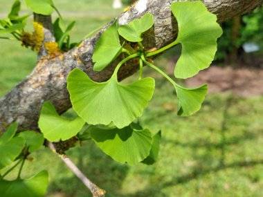 Yeşil yapraklı bir Ginkgo biloba ağacının ayrıntıları
