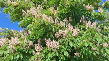 Çiçekli vahşi kestane ağacı videosu. Aesculus hipocastanum