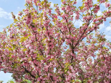 Japon kiraz çiçeği. Prunus serrulata