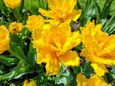 Baharda sarı laleler