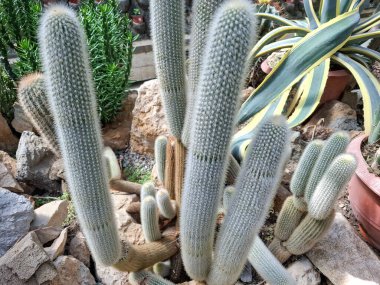 Ekinopsis thelegonoides kaktüsü. Kaktüs grubu