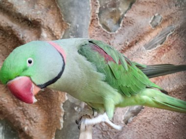 Alexandrine Muhabbet Kuşu. Psittacula eupatria papağanı.