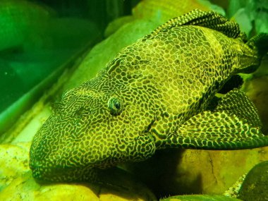 Sailfin Pleco balığı. Pterygoplichthys gibbiceps