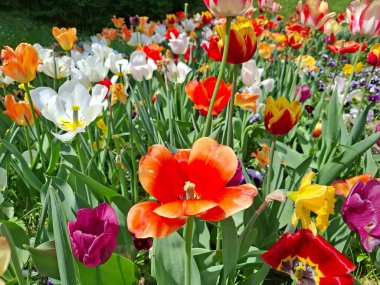 Romanya 'da baharda renkli laleler