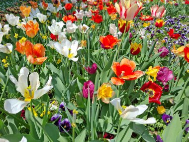 Romanya 'da baharda renkli laleler