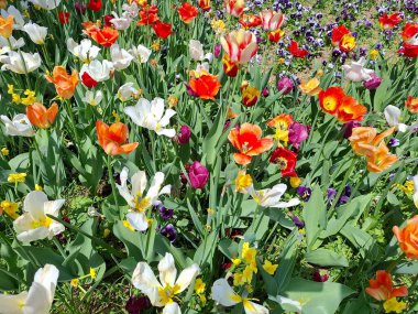 Romanya 'da baharda renkli laleler