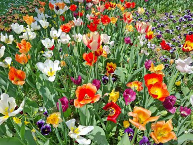 Romanya 'da baharda renkli laleler