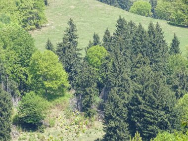 Romanya 'nın Maramures ilçesinde ağaçlarla çevrili yeşil bir manzara. Bahar