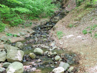 Su ormanın içinden akar. Romanya 'nın Maramures ilçesinde