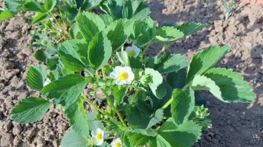 Çilek ve çiçek videosu. 4K