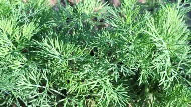 Bahçedeki dereotunun videosu. 4K