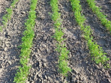 Bahçedeki tarlada havuç bitkisi