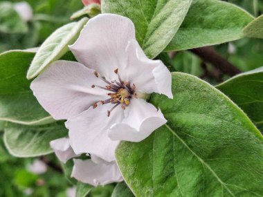 Baharda çiçek açan ayva ağacı. Cydonia oblonga
