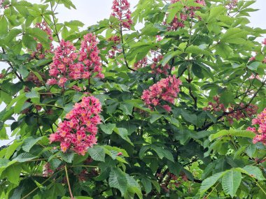Çiçekli kırmızı at kestanesi ağacı. Aesculus carnea