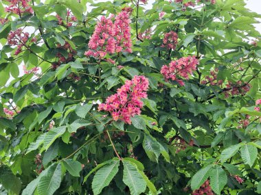 Çiçekli kırmızı at kestanesi ağacı. Aesculus carnea