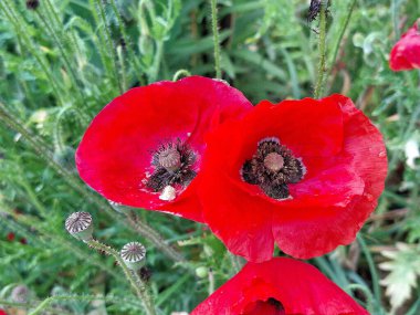 Baharda gelincik çiçekleri