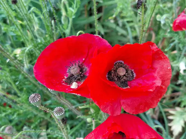 Baharda gelincik çiçekleri