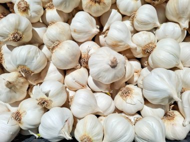 Bir yığın sarımsak soğanı. Sarımsak arkaplan
