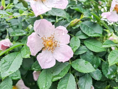 Mayıs ayında gül (Rosa canina) çiçeği