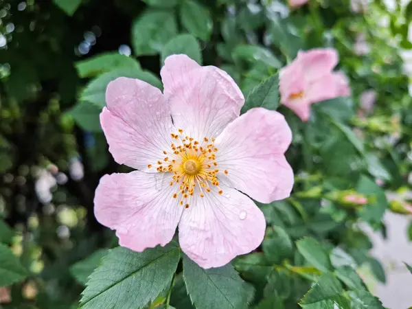 Mayıs ayında gül (Rosa canina) çiçeği