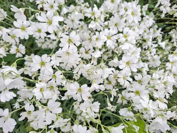 Yazın karlı çiçekler. Sertiyum