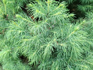 Romanya 'da Beyaz Ladin. Picea laxa