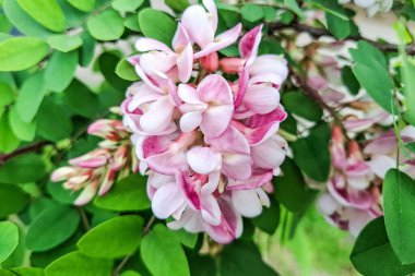 Gül akasyası çiçeği. Robinia viscosa