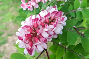 Gül akasyası çiçeği. Robinia viscosa