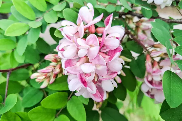 Gül akasyası çiçeği. Robinia viscosa