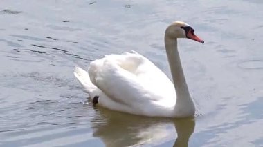 Göldeki beyaz bir kuğunun videosu.