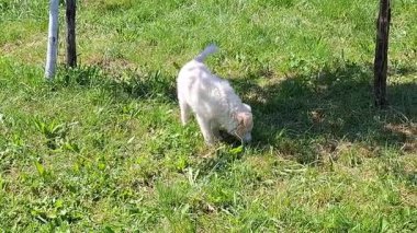 Çimlerin üzerinde beyaz bir köpek olan video.