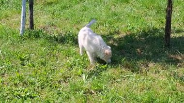 Beyaz bir köpek havlıyor. Romanya 'da