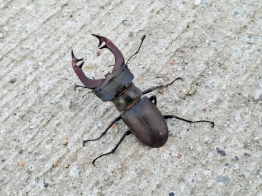 Romanya 'da geyik böceği. Lucanus cervus
