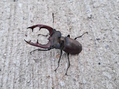 Romanya 'da geyik böceği. Lucanus cervus