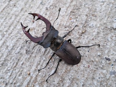 Romanya 'da geyik böceği. Lucanus cervus