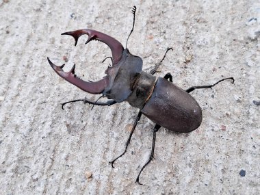 Romanya 'da geyik böceği. Lucanus cervus