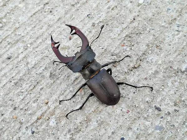 Romanya 'da geyik böceği. Lucanus cervus