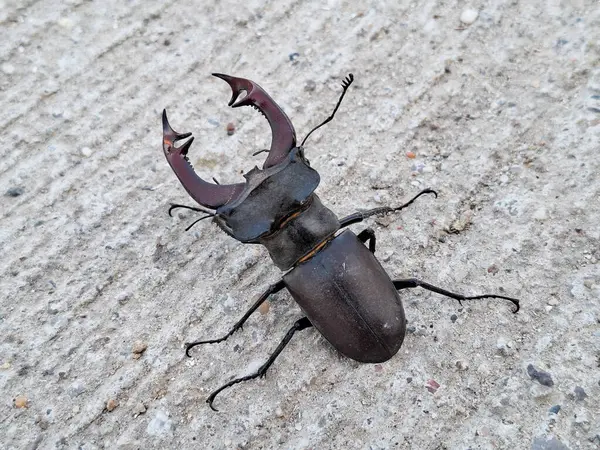 Romanya 'da geyik böceği. Lucanus cervus