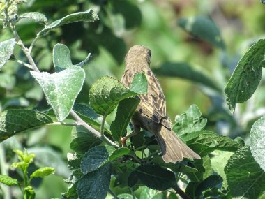 Bir serçe bir ağaç dalı üzerinde oturur